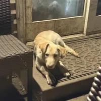 BRUNO, a male German Shepherd Dog and White Shepherd for sale in Streamwood, IL – Photo 3 of 4