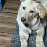 BRUNO, a male German Shepherd Dog and White Shepherd for sale in Streamwood, IL – Photo 1 of 4