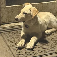 BRUNO, a male German Shepherd Dog and White Shepherd for sale in Streamwood, IL – Photo 4 of 4