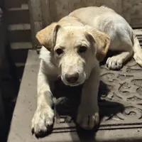 BRUNO, a male German Shepherd Dog and White Shepherd for sale in Streamwood, IL – Photo 2 of 4