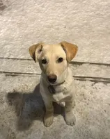 BRUNO, a male German Shepherd Dog for sale in Streamwood, IL – Photo 9 of 9