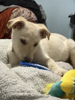 BRUNO, a male German Shepherd Dog for sale in Streamwood, IL – Photo 1 of 9