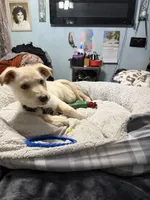 BRUNO, a male German Shepherd Dog for sale in Streamwood, IL – Photo 4 of 9