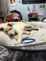 BRUNO, a male German Shepherd Dog for sale in Streamwood, IL – Photo 2 of 9