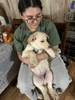 BRUNO, a male German Shepherd Dog for sale in Streamwood, IL – Photo 8 of 9