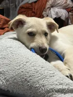 BRUNO, a male German Shepherd Dog for sale in Streamwood, IL – Photo 6 of 9