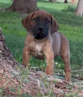 Rex-Blue Collar , a male Boerboel for sale in Laramie, WY – 5 of 7