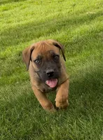 Buzz Lightyear-Red Collar, a male Boerboel for sale in Laramie, WY – 4 of 5
