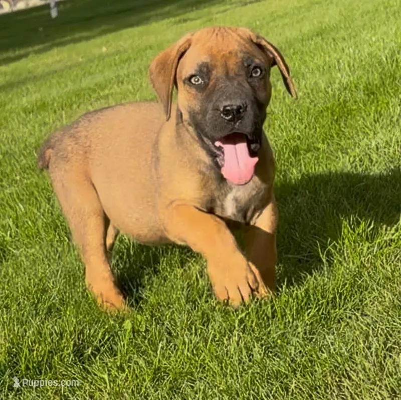 Buzz Lightyear-Red Collar – Boerboel puppy for sale in Laramie, WY