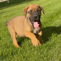 Buzz Lightyear-Red Collar, a male Boerboel for sale in Laramie, WY – 1 of 5