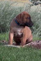 Rex-Blue Collar , a male Boerboel for sale in Laramie, WY – 6 of 7
