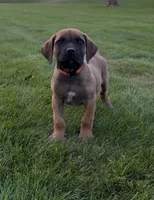 Woody-Orange Collar, a male Boerboel for sale in Laramie, WY – 3 of 6