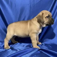 Batman, a male Boerboel for sale in Laramie, WY – Photo 4 of 8
