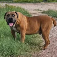 Batman, a male Boerboel for sale in Laramie, WY – Photo 5 of 8