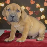 Batman, a male Boerboel for sale in Laramie, WY – Photo 1 of 8