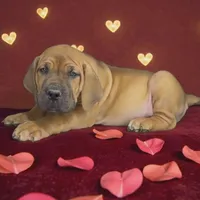 Batman, a male Boerboel for sale in Laramie, WY – Photo 2 of 8
