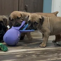 Batman, a male Boerboel for sale in Laramie, WY – Photo 3 of 8