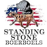 Batman, a male Boerboel for sale in Laramie, WY – Photo 8 of 8