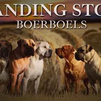 Batman, a male Boerboel for sale in Laramie, WY – Photo 7 of 8