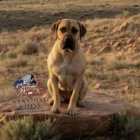 Batman, a male Boerboel for sale in Laramie, WY – Photo 6 of 8