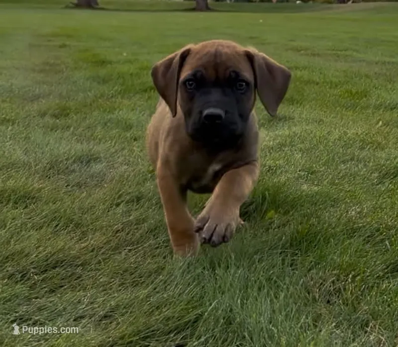 Woody-Orange Collar – Boerboel puppy for sale in Laramie, WY