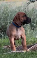 Rex-Blue Collar , a male Boerboel for sale in Laramie, WY – 2 of 7