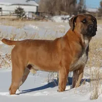Mr. Freeze, a male Boerboel for sale in Laramie, WY – Photo 4 of 5
