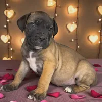 Mr. Freeze, a male Boerboel for sale in Laramie, WY – Photo 1 of 5