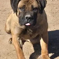 Mr. Freeze, a male Boerboel for sale in Laramie, WY – Photo 5 of 5