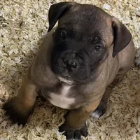 Mr. Freeze, a male Boerboel for sale in Laramie, WY – Photo 2 of 5