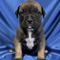Mr. Freeze, a male Boerboel for sale in Laramie, WY – Photo 3 of 5