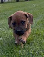 Bo Peep-Purple Collar, a female Boerboel for sale in Laramie, WY – 4 of 6