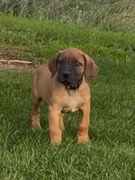 Rex-Blue Collar , a male Boerboel for sale in Laramie, WY – 4 of 7