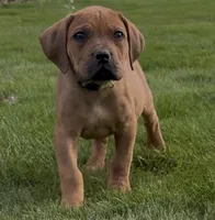 Slinky Dog-Lime Green Collar, a male Boerboel for sale in Laramie, WY – 2 of 5