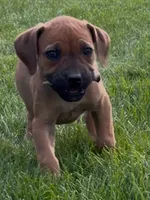 Bo Peep-Purple Collar, a female Boerboel for sale in Laramie, WY – 6 of 6