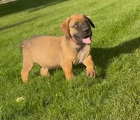 Buzz Lightyear-Red Collar, a male Boerboel for sale in Laramie, WY – 3 of 5