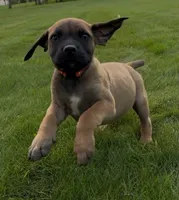 Woody-Orange Collar, a male Boerboel for sale in Laramie, WY – 5 of 6