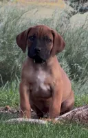 Rex-Blue Collar , a male Boerboel for sale in Laramie, WY – 3 of 7