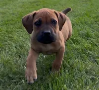 Bo Peep-Purple Collar, a female Boerboel for sale in Laramie, WY – 3 of 6