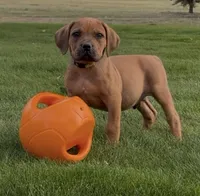 Slinky Dog-Lime Green Collar, a male Boerboel for sale in Laramie, WY – 4 of 5