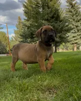 Buzz Lightyear-Red Collar, a male Boerboel for sale in Laramie, WY – 2 of 5