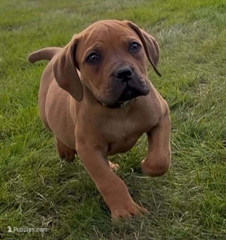 Slinky Dog-Lime Green Collar – Boerboel puppy for sale in Laramie, WY