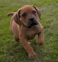 Slinky Dog-Lime Green Collar, a male Boerboel for sale in Laramie, WY – 1 of 5