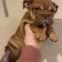 Snickerdoodle, a female English Bulldog for sale in Laramie, WY – Photo 4 of 5