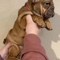 Snickerdoodle, a female English Bulldog for sale in Laramie, WY – Photo 3 of 5