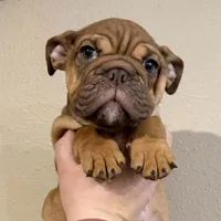 Snickerdoodle, a female English Bulldog for sale in Laramie, WY – Photo 1 of 5