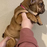 Snickerdoodle, a female English Bulldog for sale in Laramie, WY – Photo 2 of 5