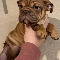 Snickerdoodle, a female English Bulldog for sale in Laramie, WY – Photo 5 of 5