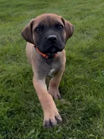 Woody-Orange Collar, a male Boerboel for sale in Laramie, WY – 4 of 6