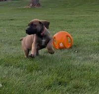 Woody-Orange Collar, a male Boerboel for sale in Laramie, WY – 2 of 6